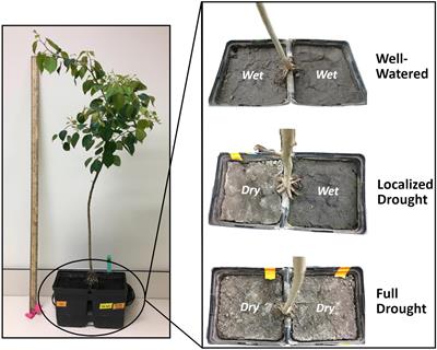 Splitting the Difference: Heterogeneous Soil Moisture Availability Affects Aboveground and Belowground Reserve and Mass Allocation in Trembling Aspen